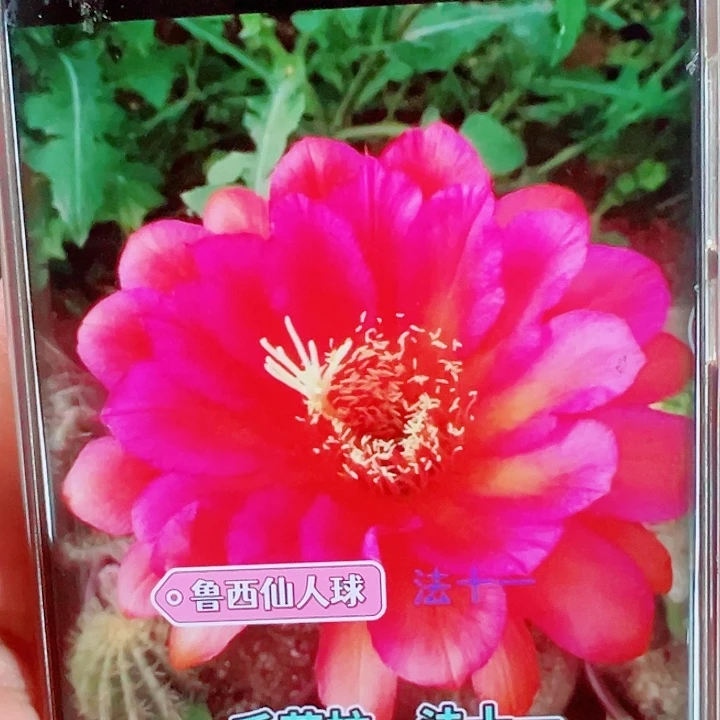 毛花柱法十一侧芽拍一发二
