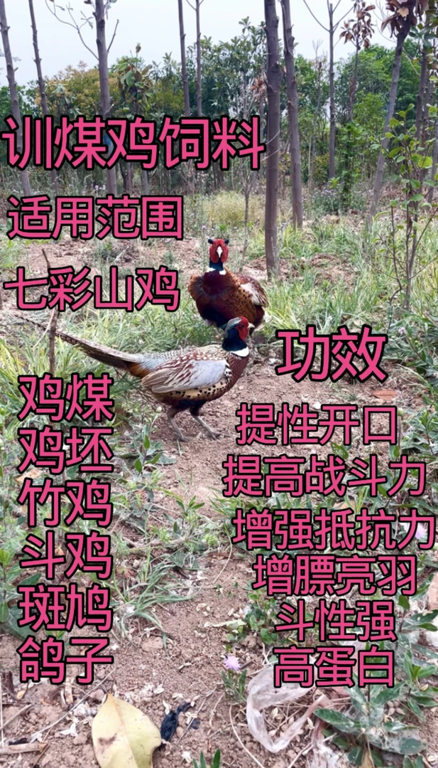 宠物鸡媒料营养料提性亮羽开口鸡饲料