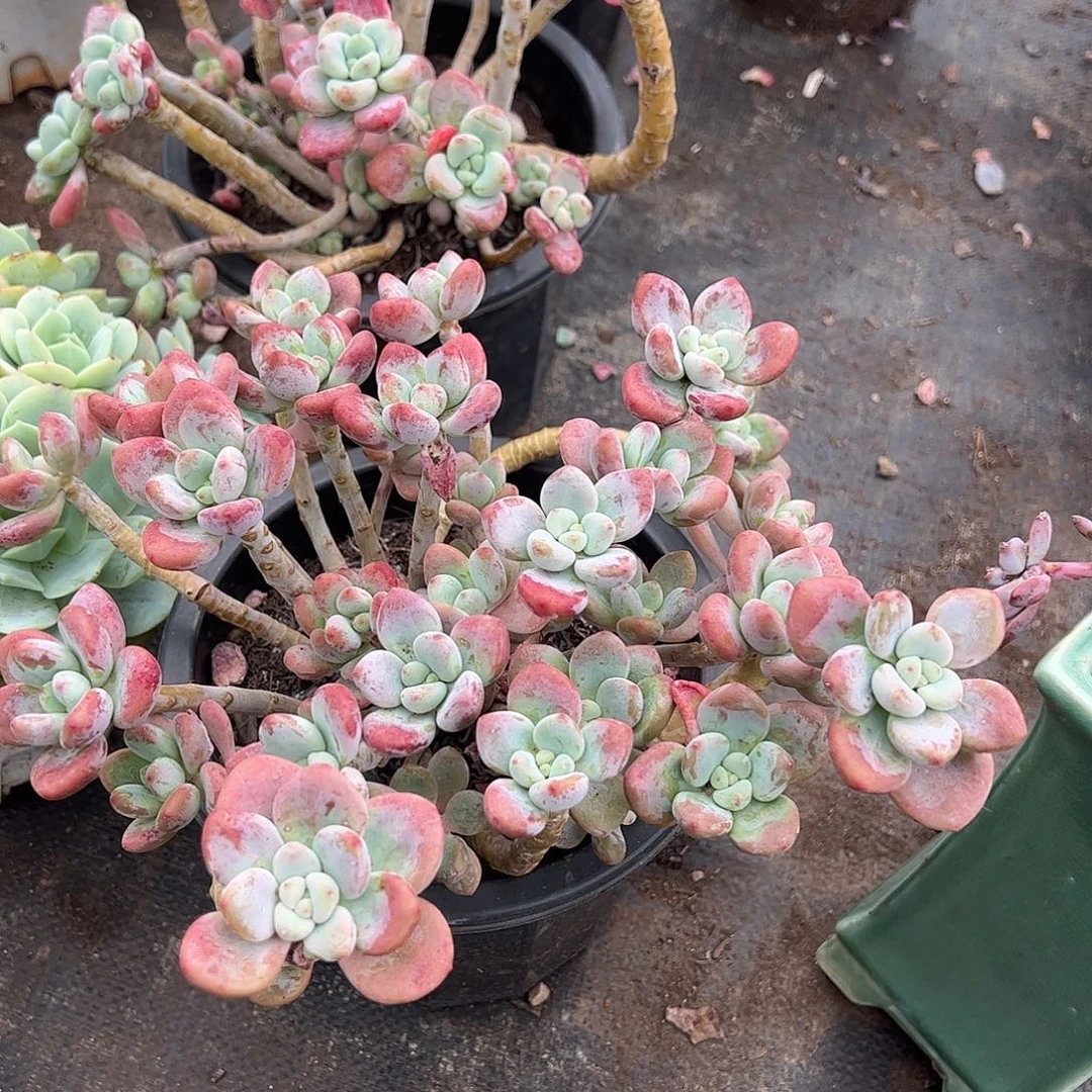 樱花红洛神多头群生老桩特价