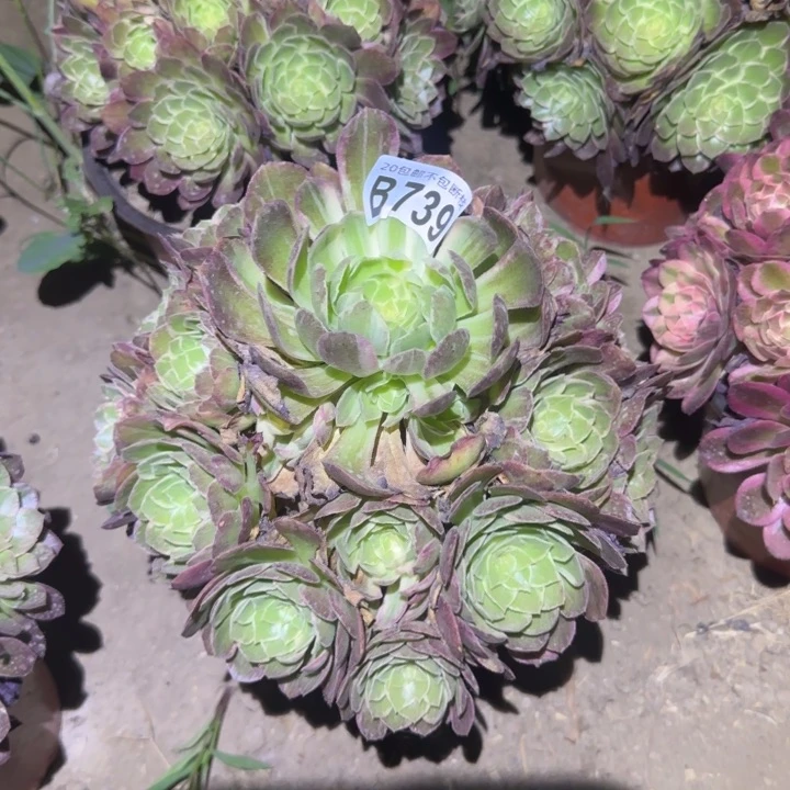 习***独万花筒。不包断枝……