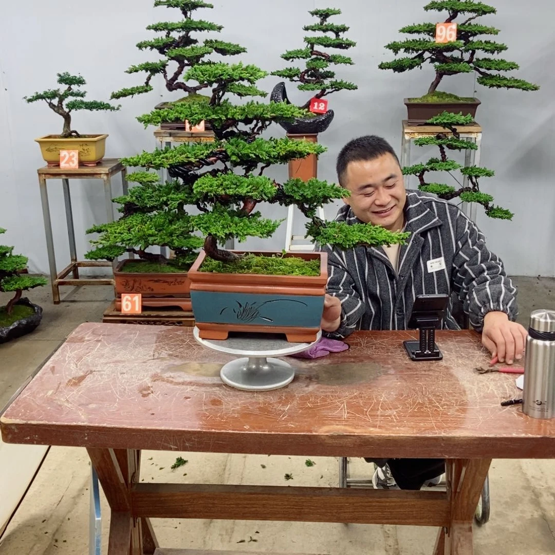 无花朵珍珠柏盆景