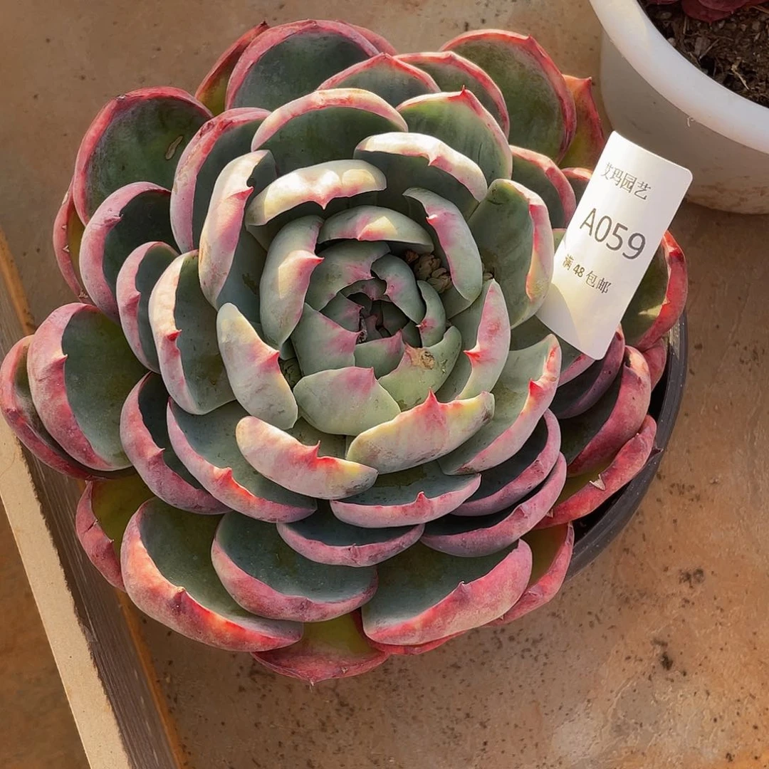 059 多肉多肉多肉