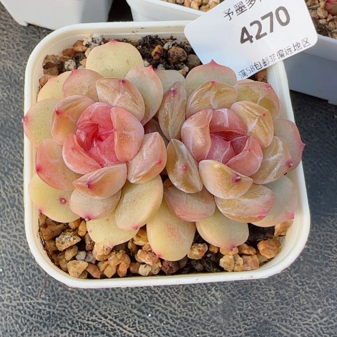 暖*红恋，4270多肉植物