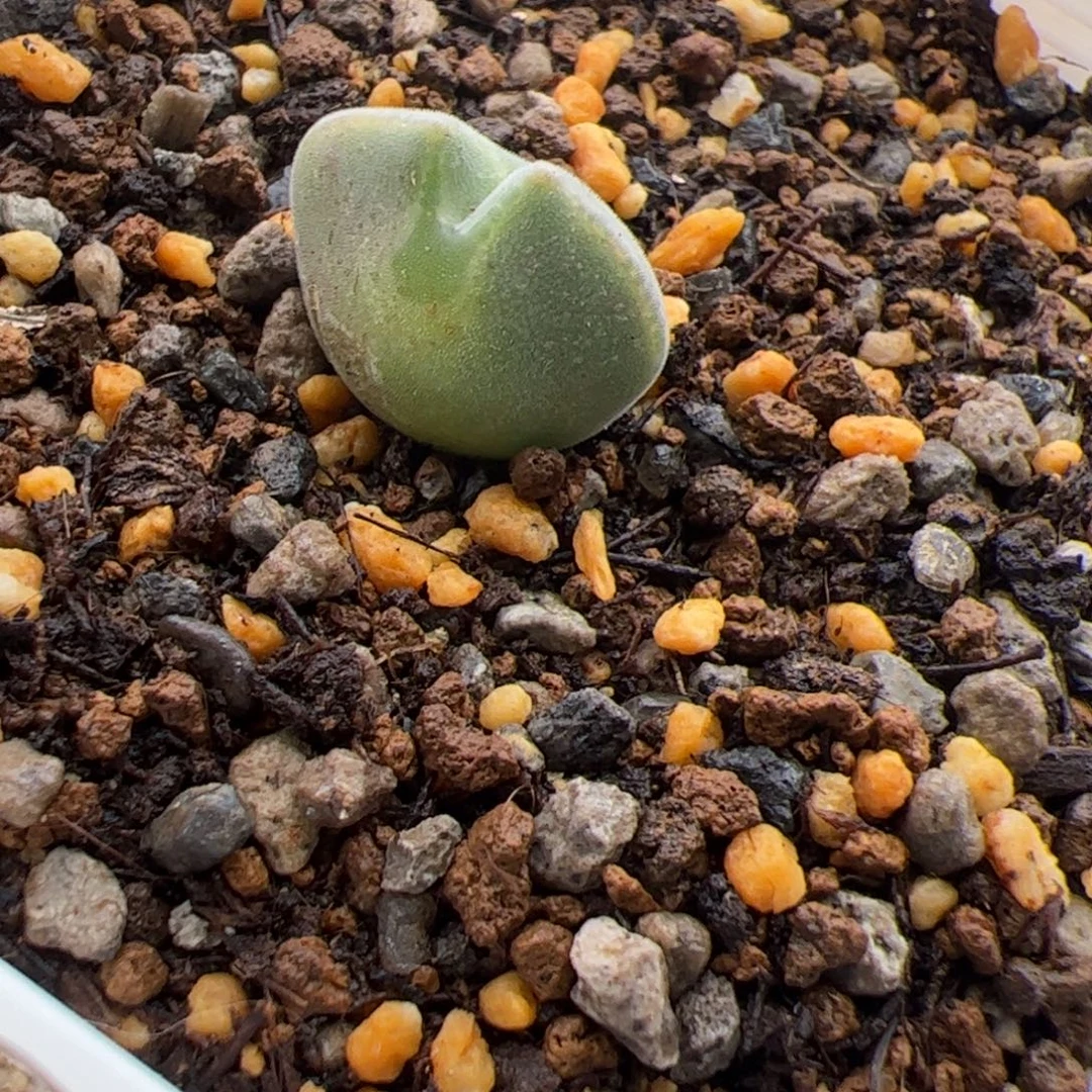 11.4大眼睛多肉植物80