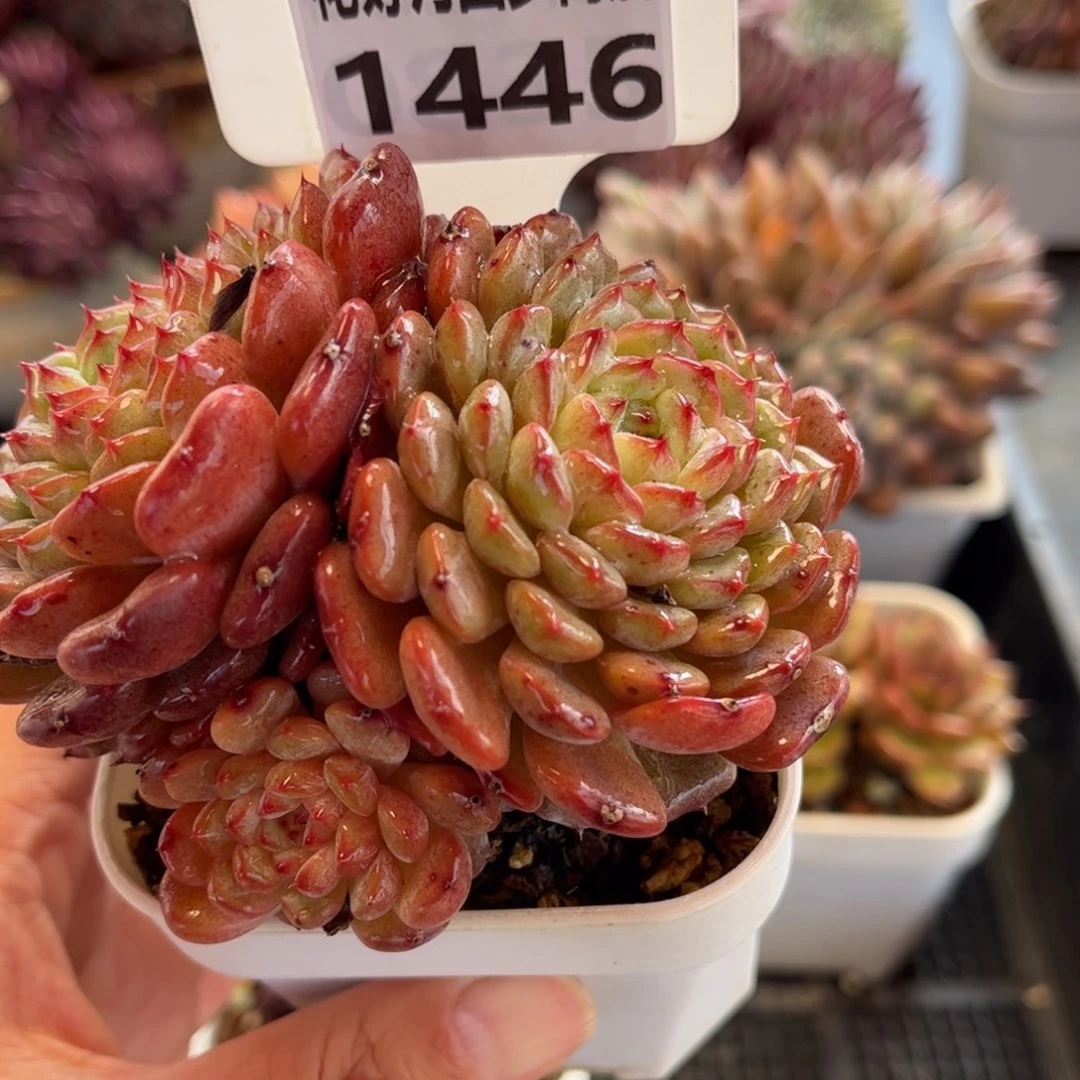 1446 天冷地区必拍保温箱