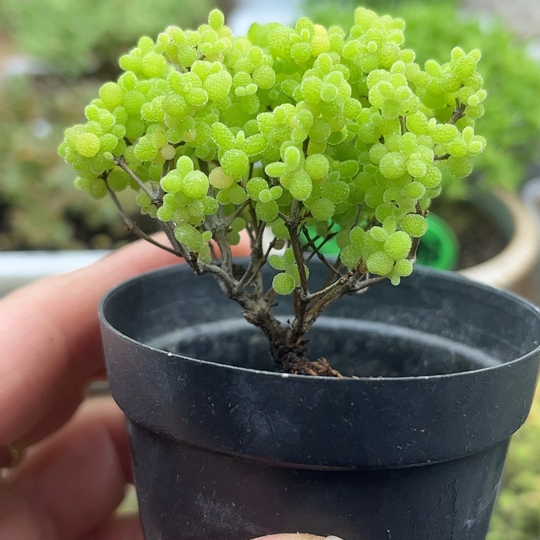 009蜜桔糖球优选枝干