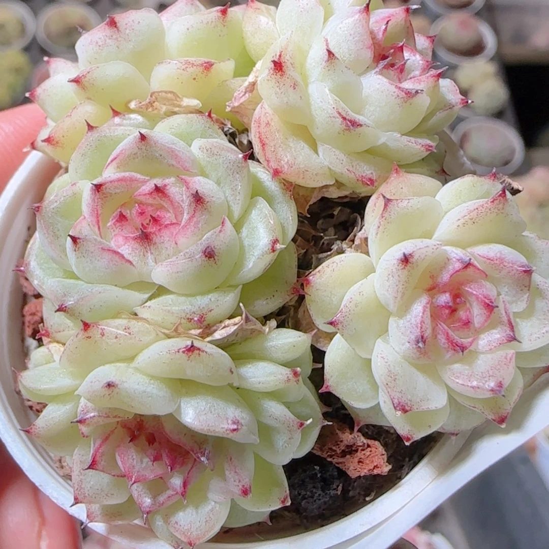 花语多肉1212-398抹茶魔仙散