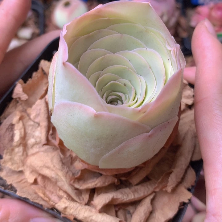 一物一拍星辰福利580