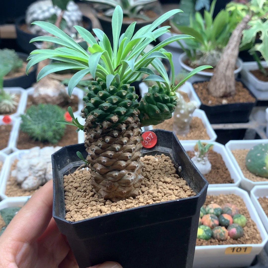 铁甲麒麟带盆多肉