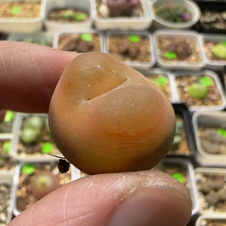 2.2+漂亮多肉植物7