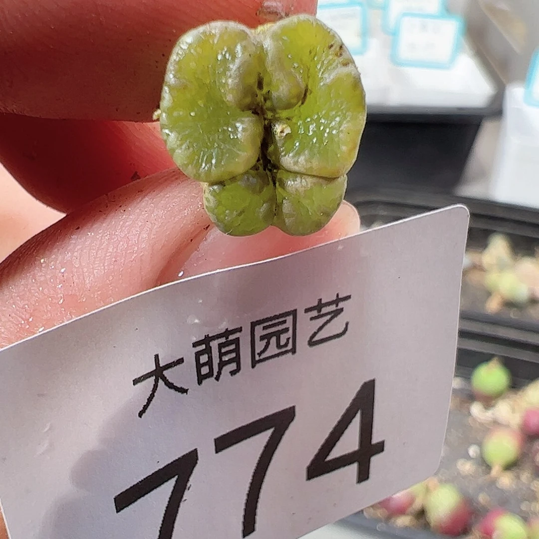 0000774 一物一拍……