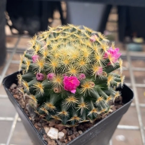 明星单头球5仙人球