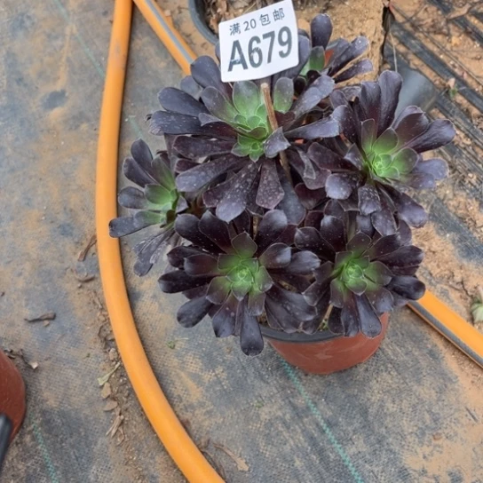 679欧紫法师不包断枝