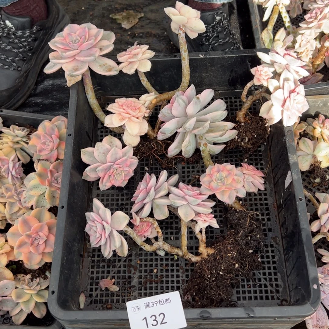 132紫乐锦老桩多肉植物