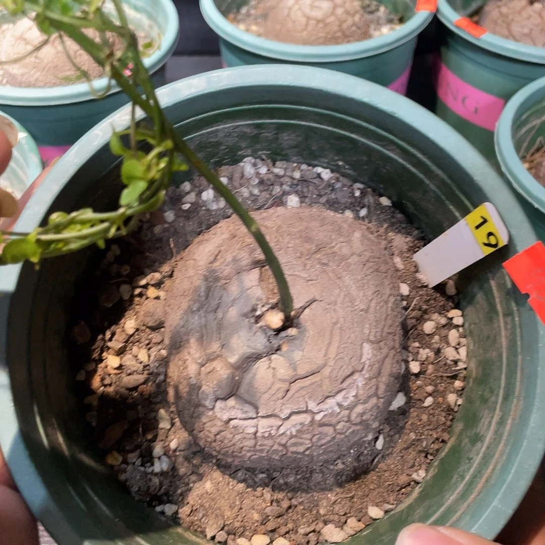 龟甲龙19号不退换