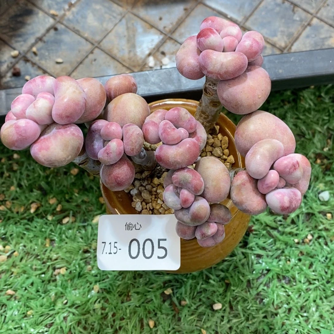 715005桃蛋整装多肉多肉