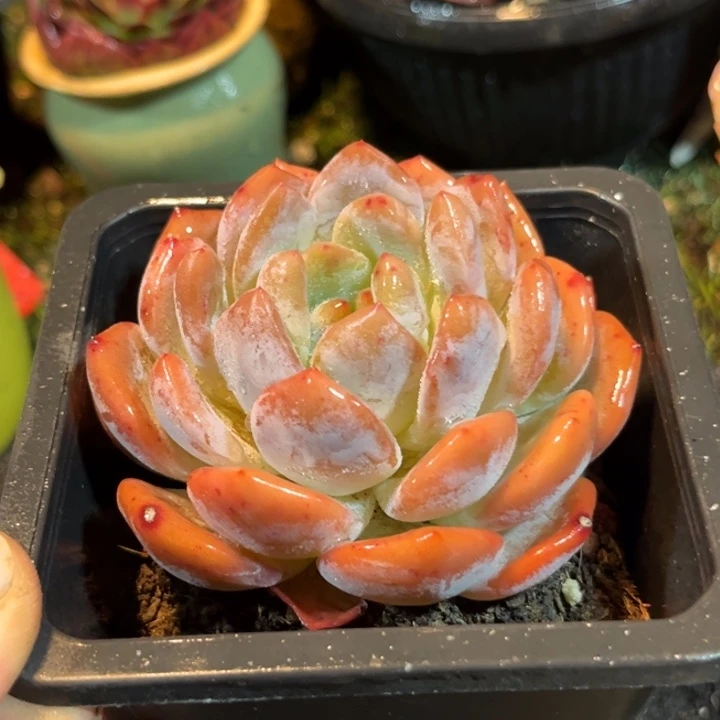 血橙一物一拍包装收缩花旱