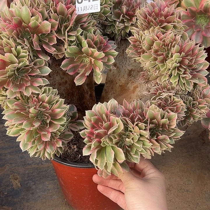 11.22-42女神缀多肉植物1