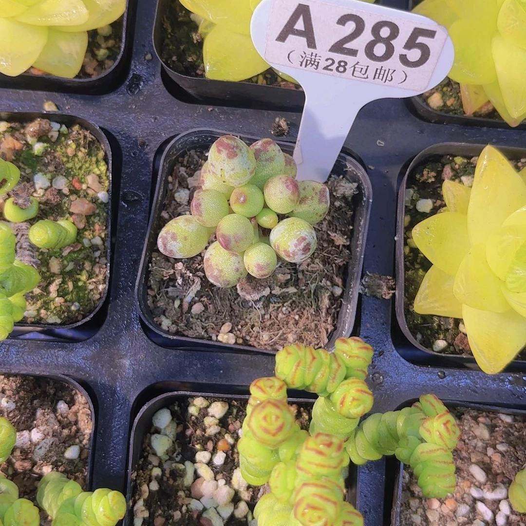 A285鼓吹水泡一物一拍