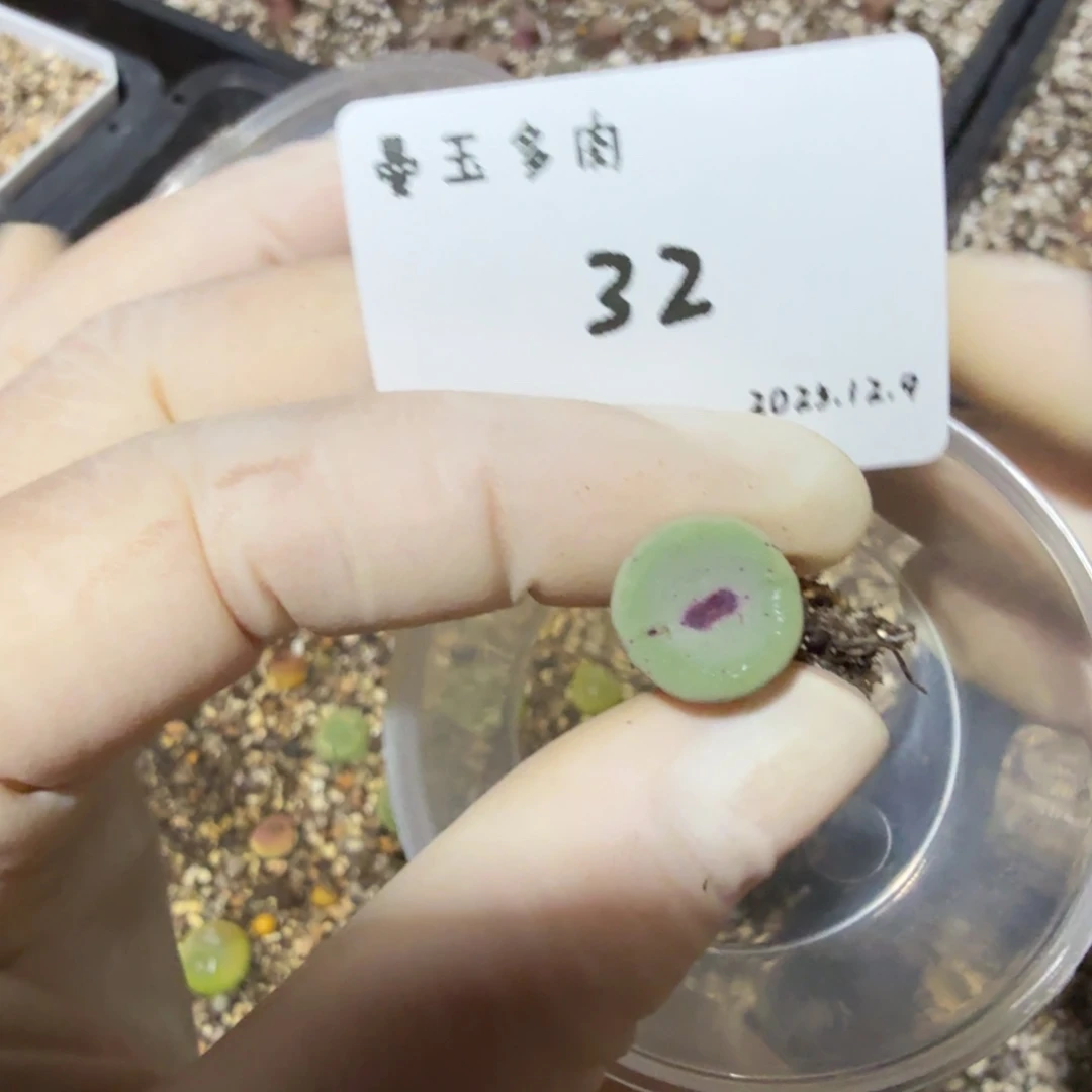 多肉多肉多肉12.9-032贝特芬嘴