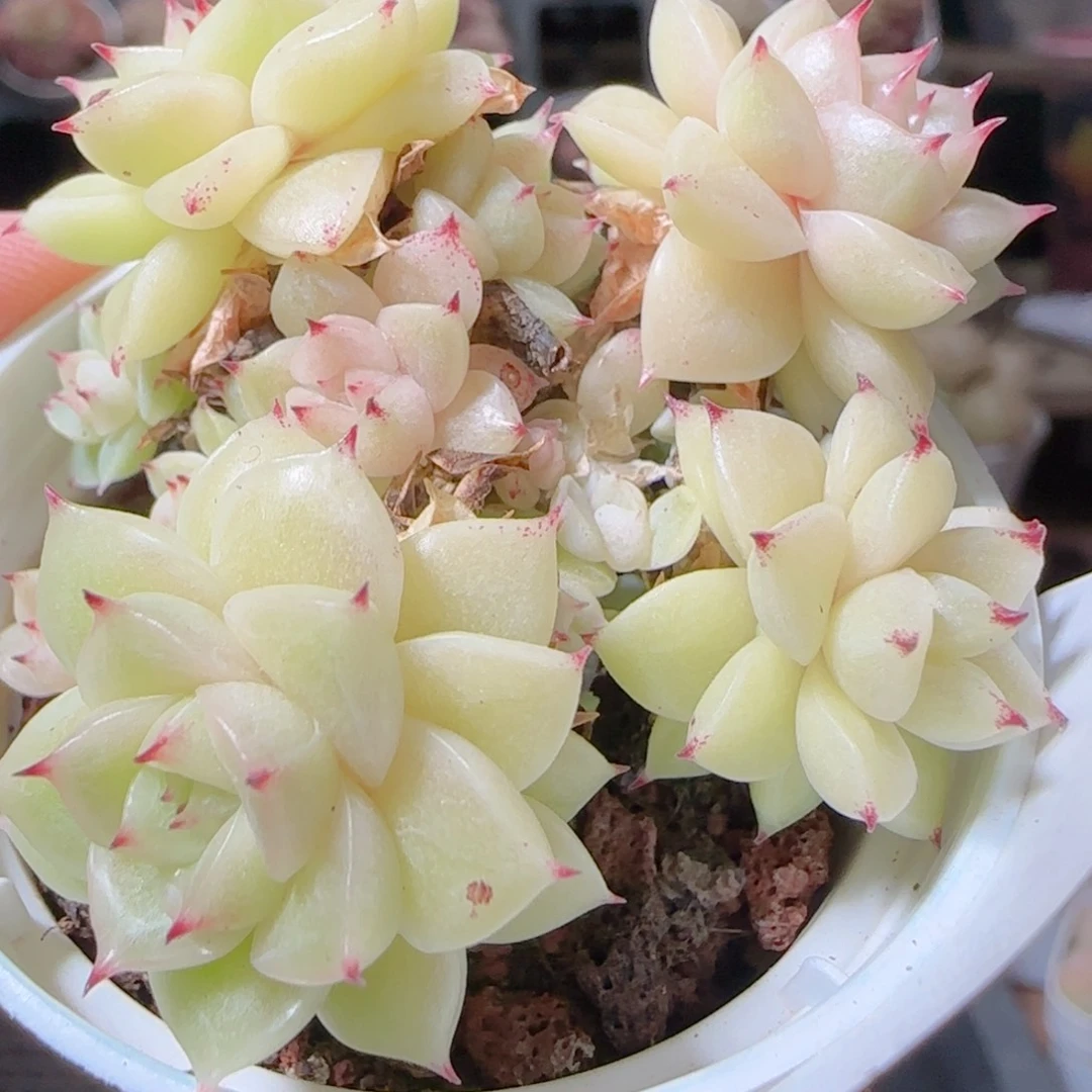 花语多肉1227-82散