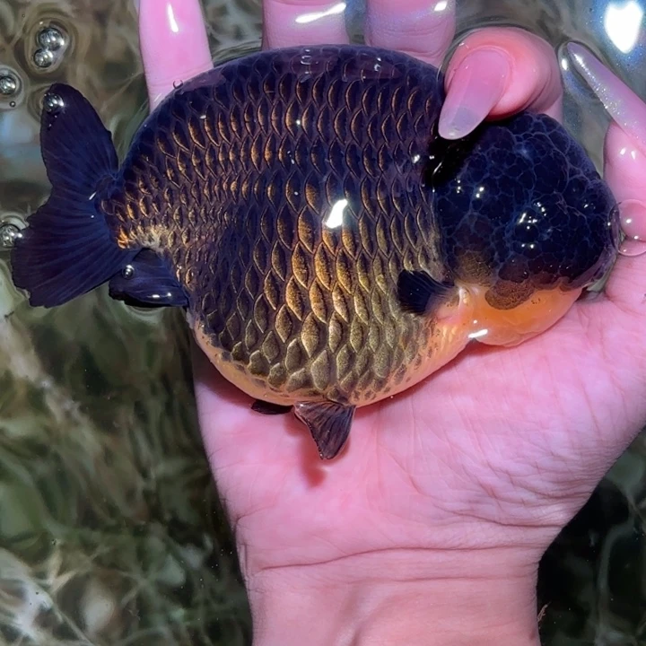 金鱼金鱼活体兰寿淡水观赏鱼