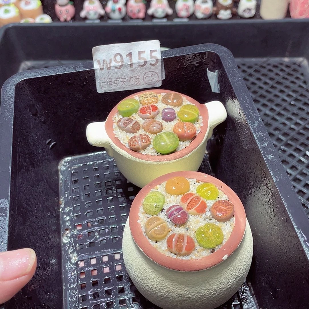 w9155一份两盆量拍