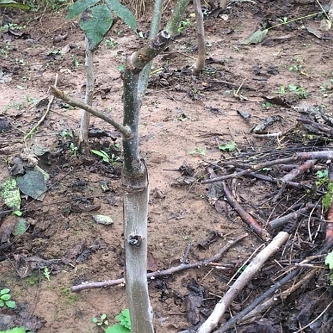 阿***哥蛤蟆龙鼎文玩核桃树苗