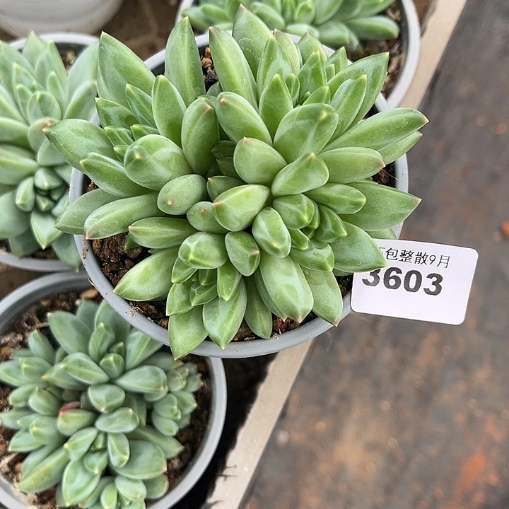 阿雅园艺。     3603青花瓷