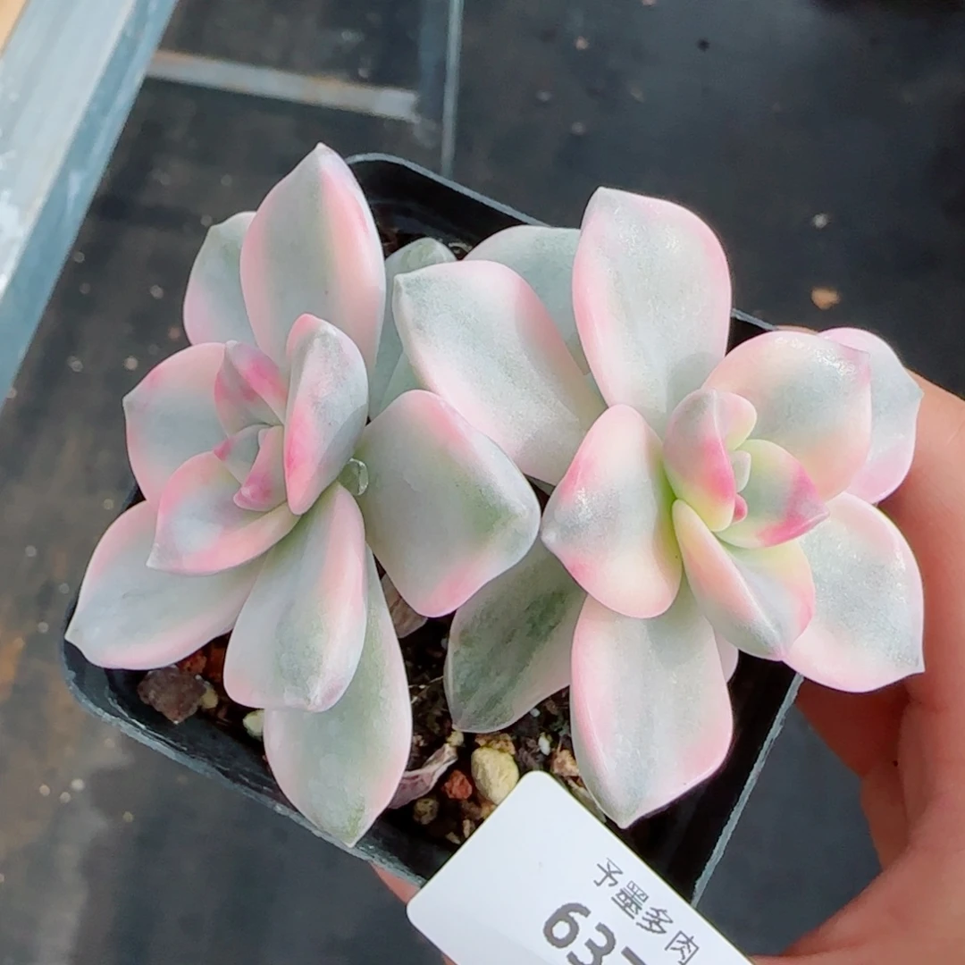 紫乐锦，6377多肉植物