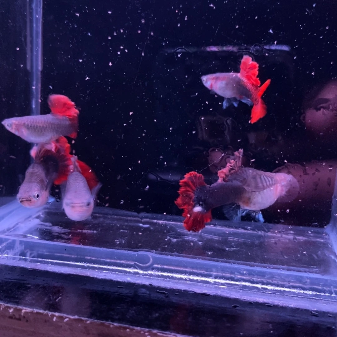 孔雀鱼菊花帆两对