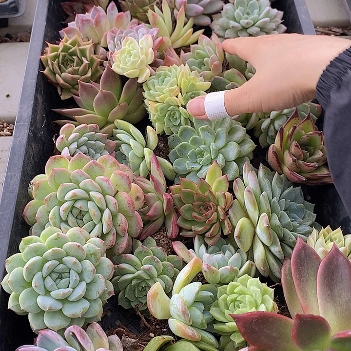10 多肉植物盆栽花卉植物