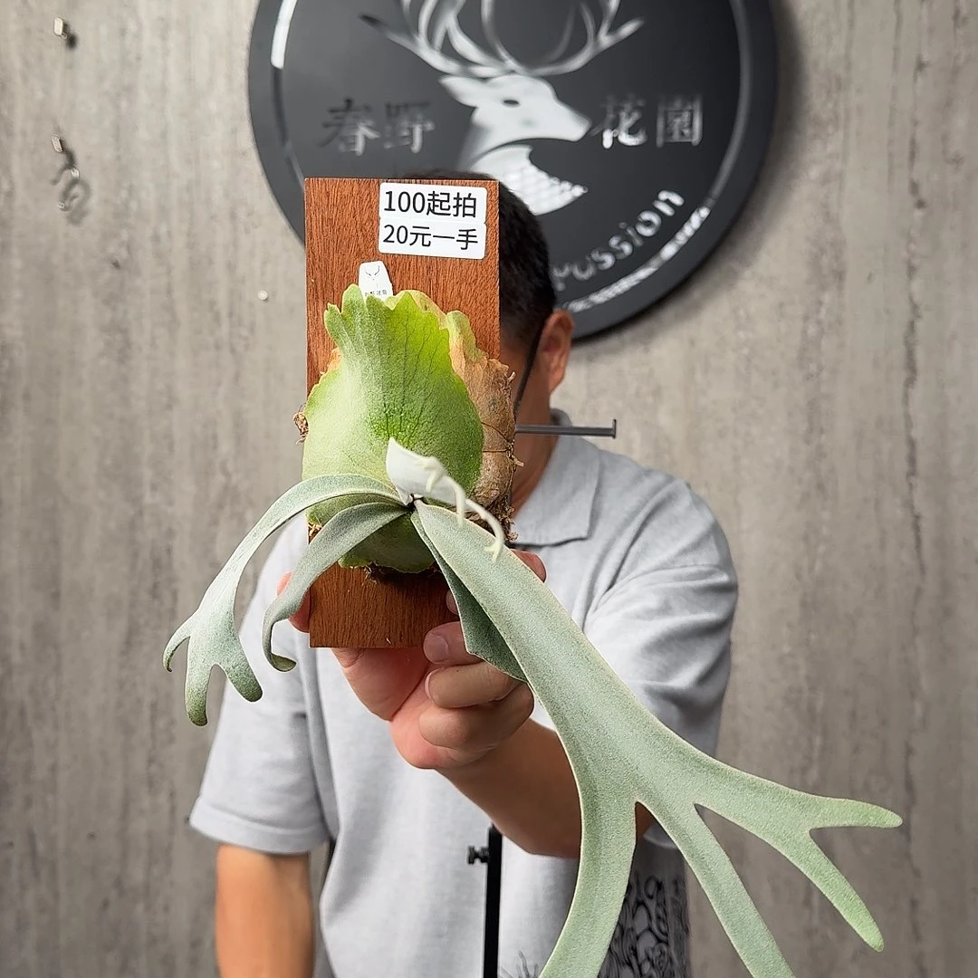 无花朵绿植绿植绿植绿植