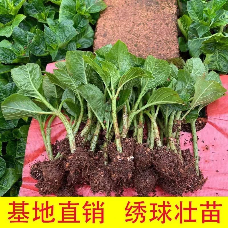云南绣球花苗四季开花可用于室内外阳台盆栽植物