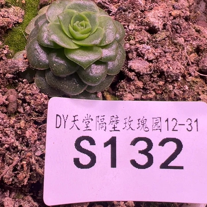 三碗132   DG福利