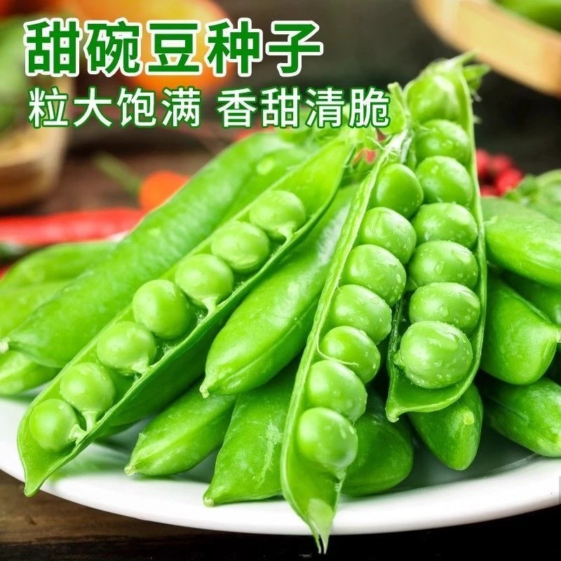 【满5包包邮】甜脆豌豆种子高产品种四季全国适应栽种