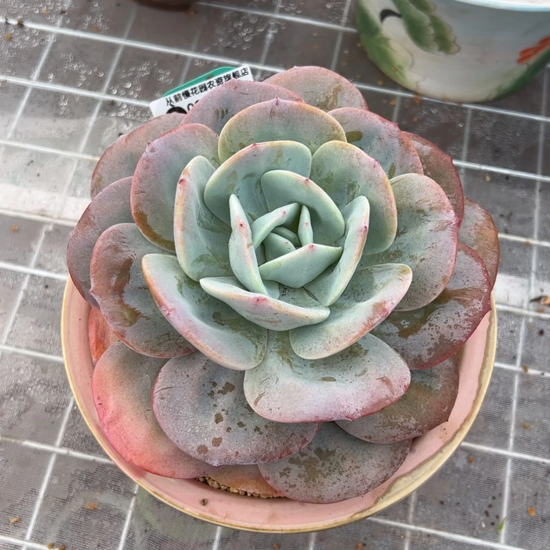 从前慢多肉精选编号0209.59