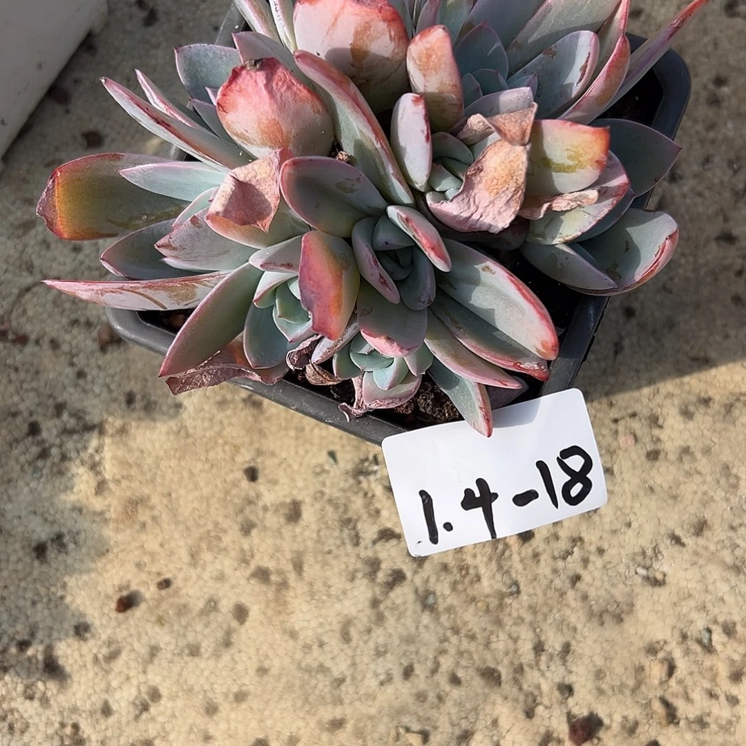 长***风1.4-18布鲁兰多肉植物