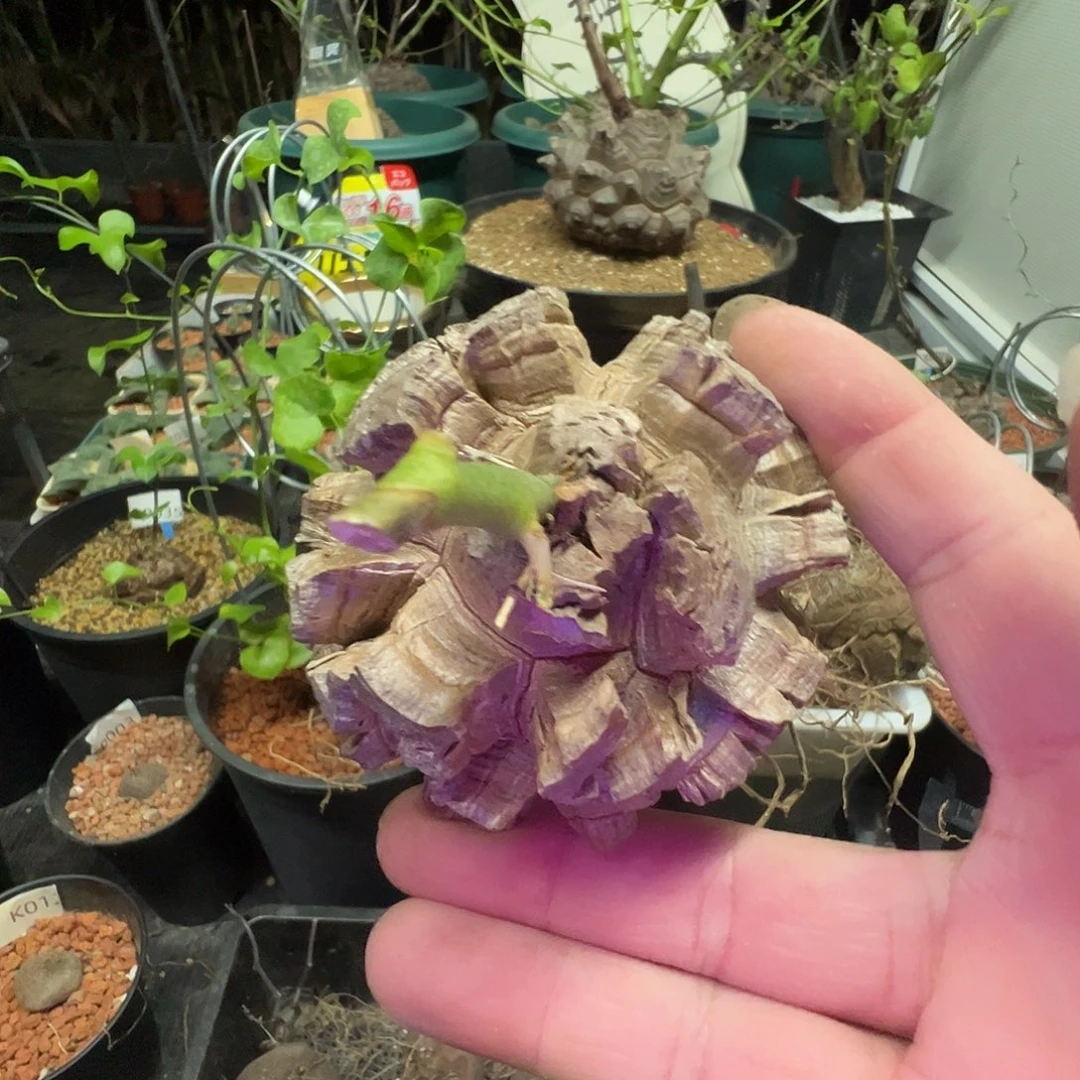 多肉植物专拍 一物一拍 南非龟甲龙7777777