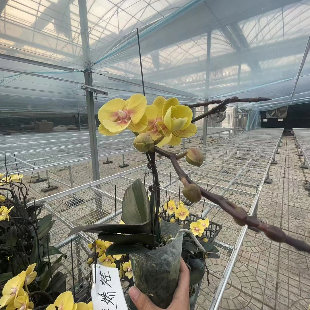 【花之漫】（美娇娃）3.0寸杯单剑蝴蝶兰花卉室内阳台桌面盆栽