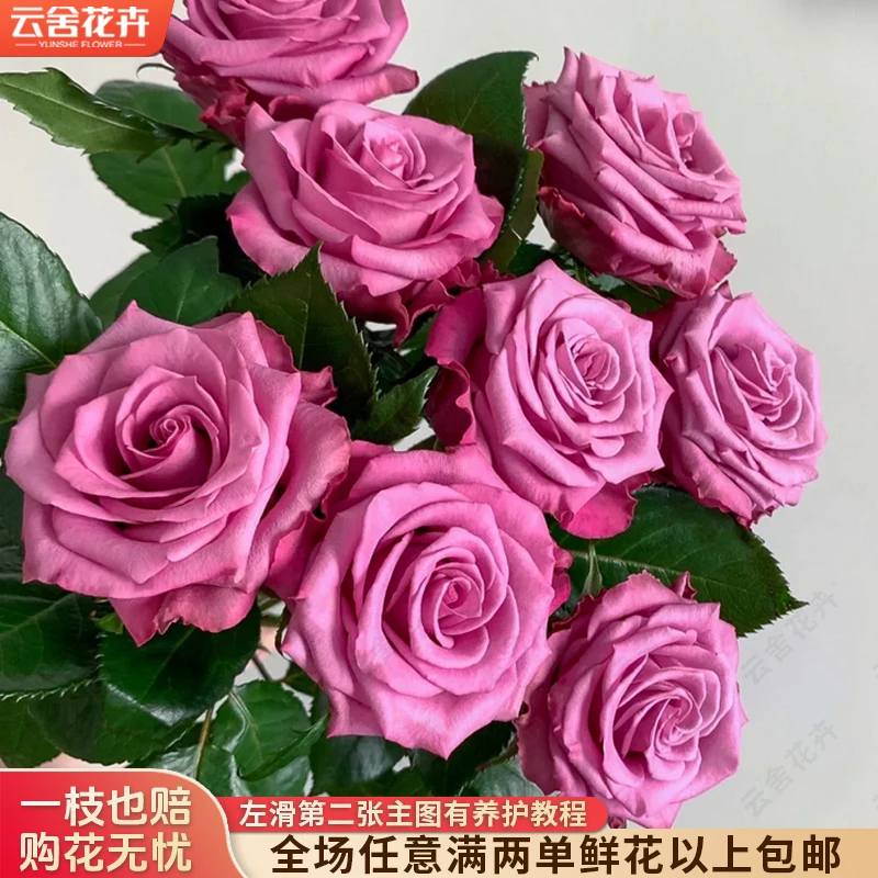 【云舍花卉】【嫣然】单头玫瑰 全场任意满两单及以上鲜花包邮发货