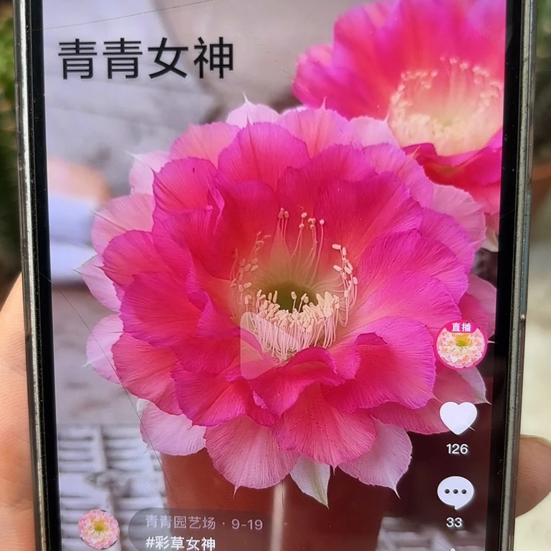 皇**骆彩草女神5公分左右