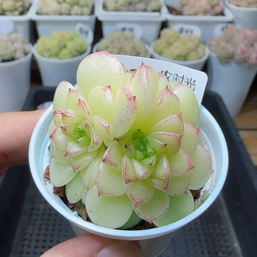 【闪购商品】0308-189优选麦杆