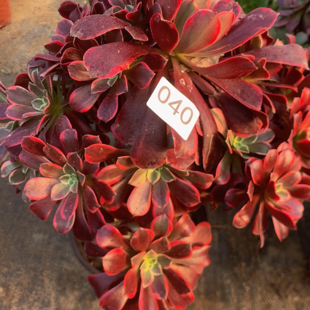 040金丝雀多肉植物