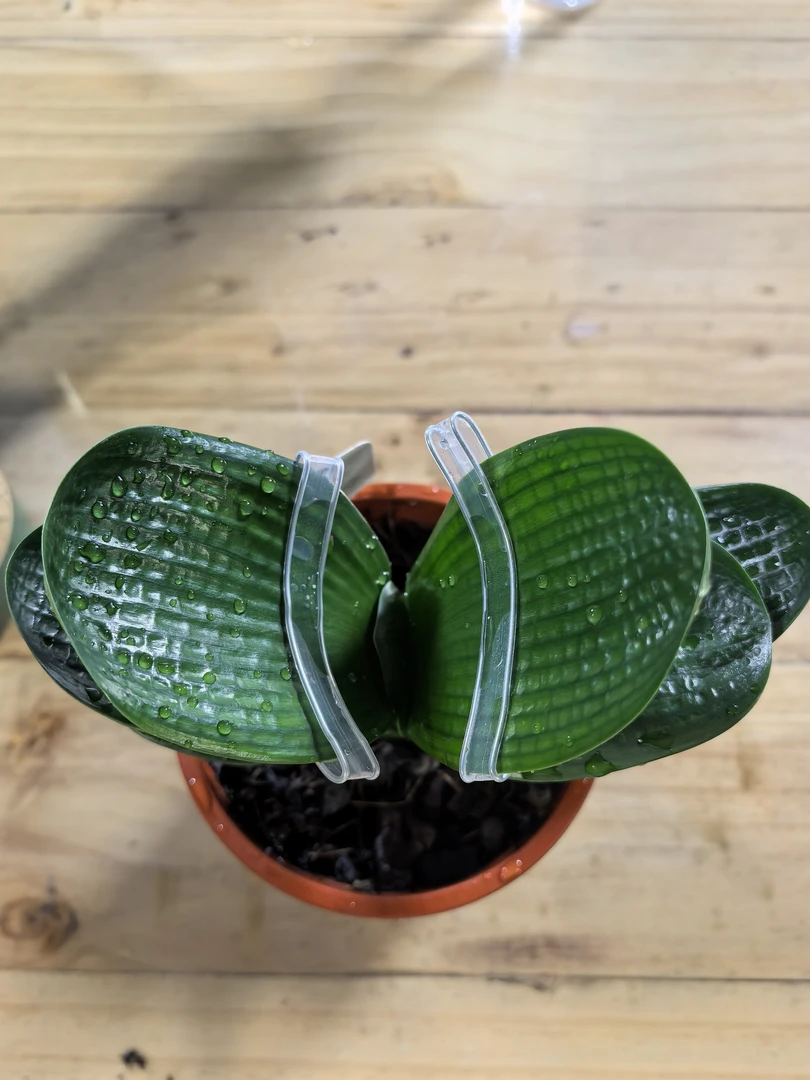 精品黑麻狮子头 宽短圆麻亮厚蹦