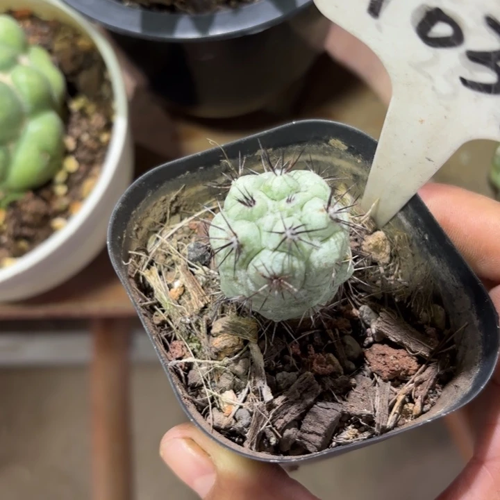 小***睛1031帝王好养皮实好活