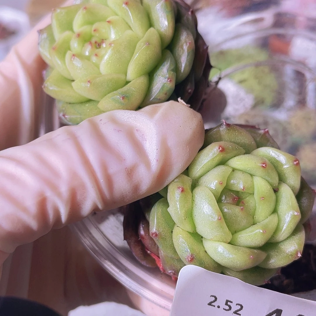 00000000000000000000044量拍