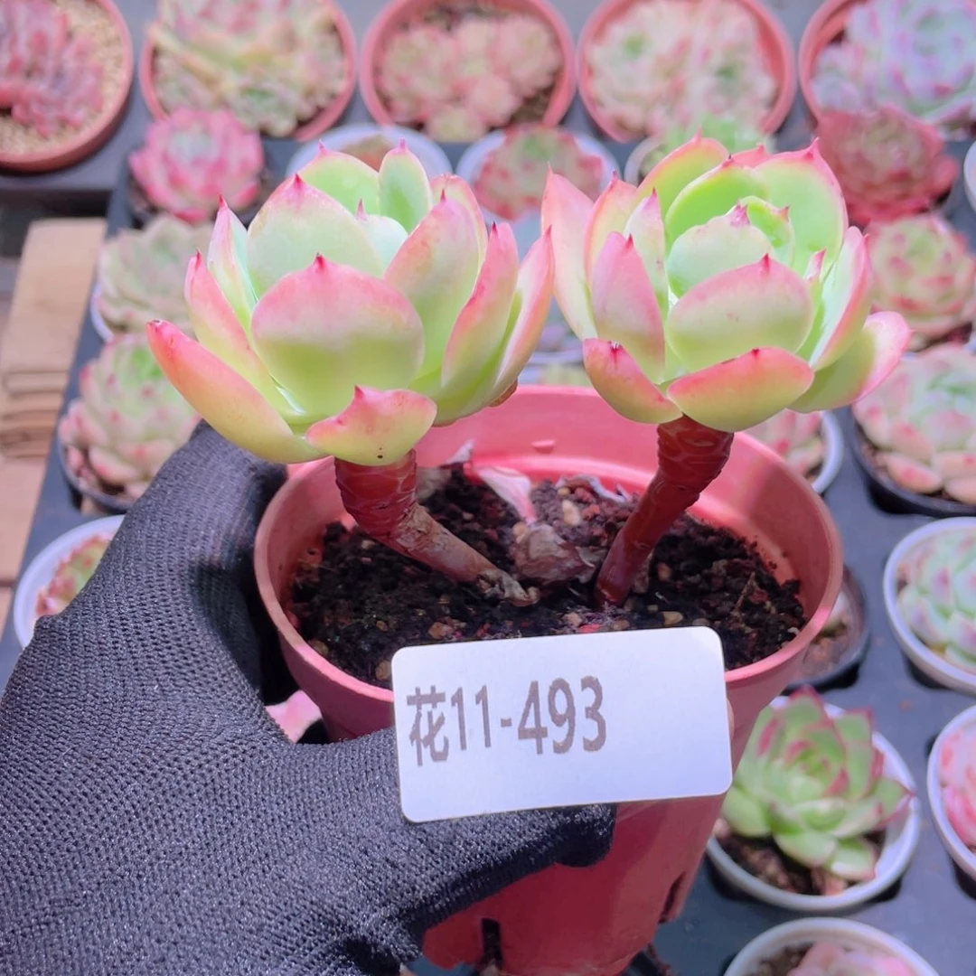 花利美11-493碧桃