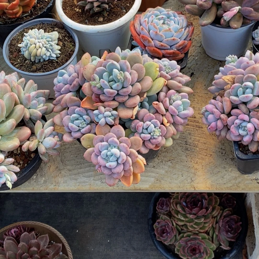 美*48包邮一物一拍多肉植物