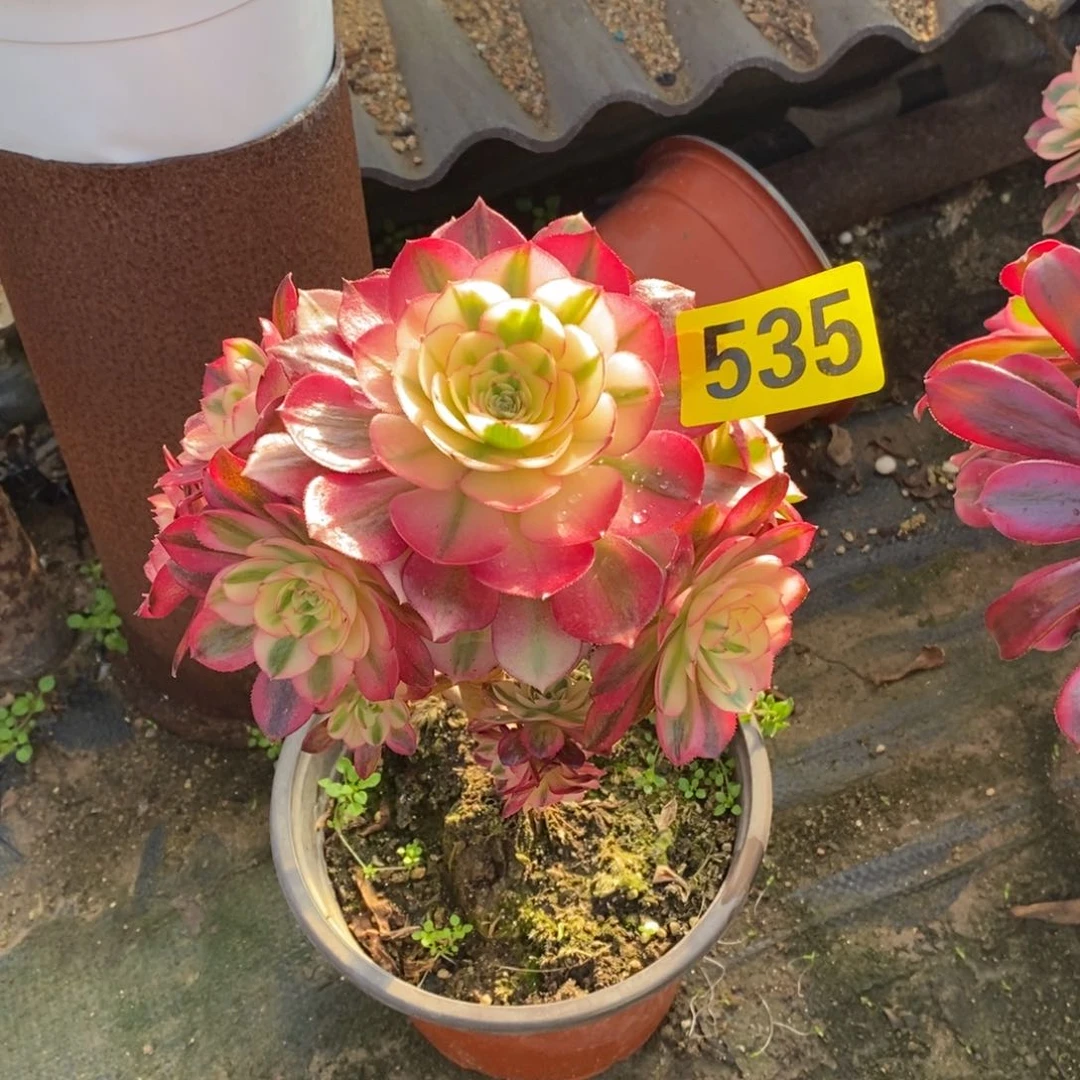 猫*士青城多肉法师有掉朵有疤535